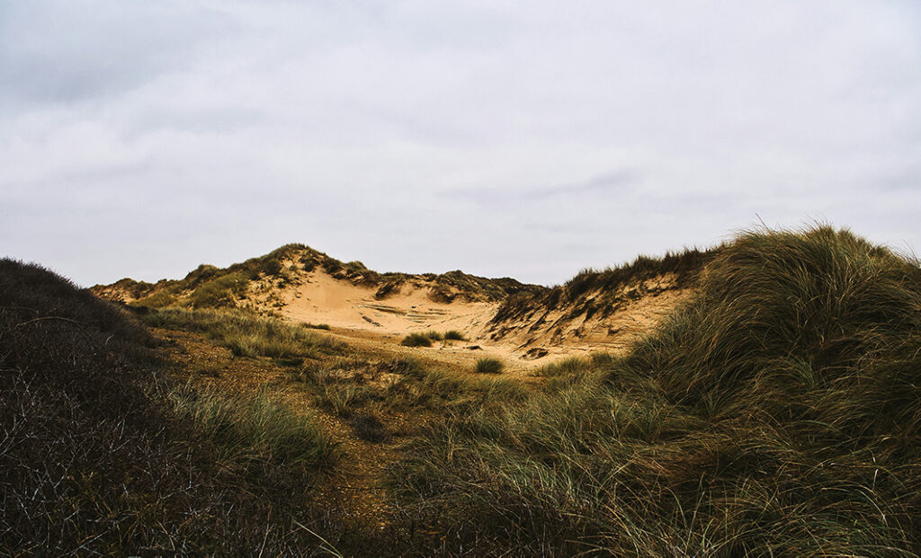Duinen bij Castricum